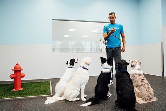 Master the Art of Dog Training in Houston: Unleash Your Pup’s Potentia