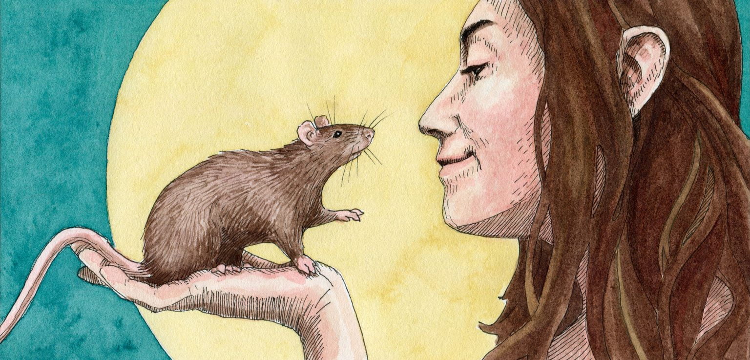 Unveiling the Truth: Is it Legal to Kill Rats in London?